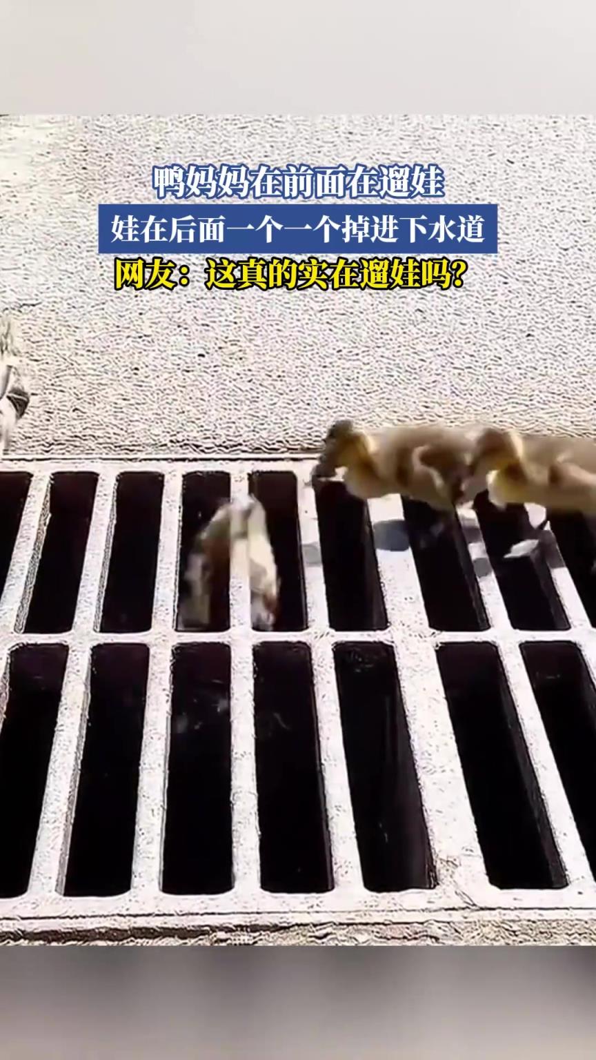 鸭妈妈在前面在遛娃，娃在后面一个一个掉进下水道