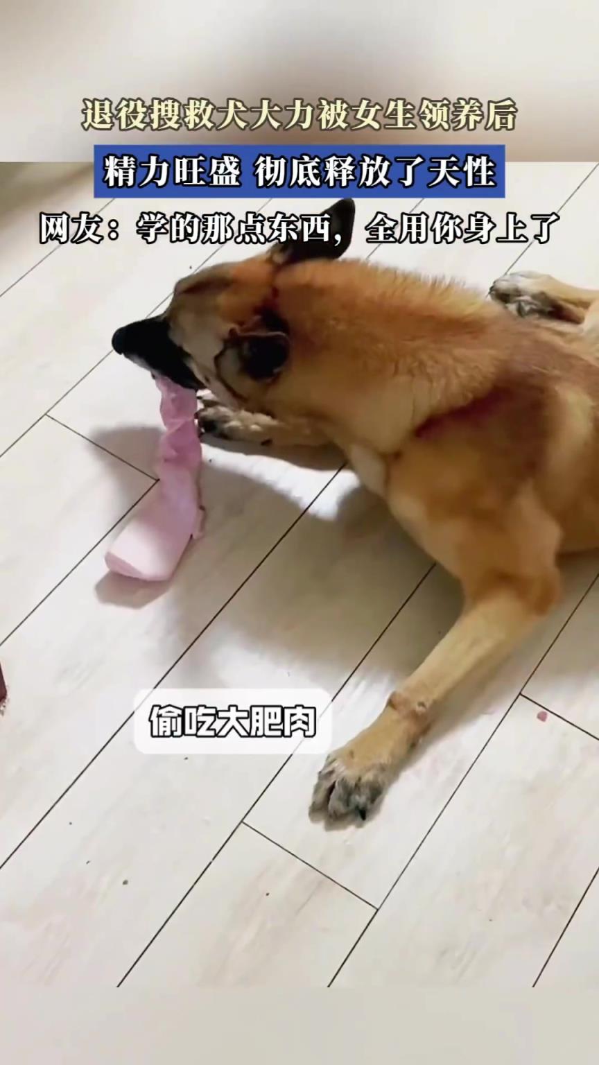 退役搜救犬被领养后，精力旺盛释放天性