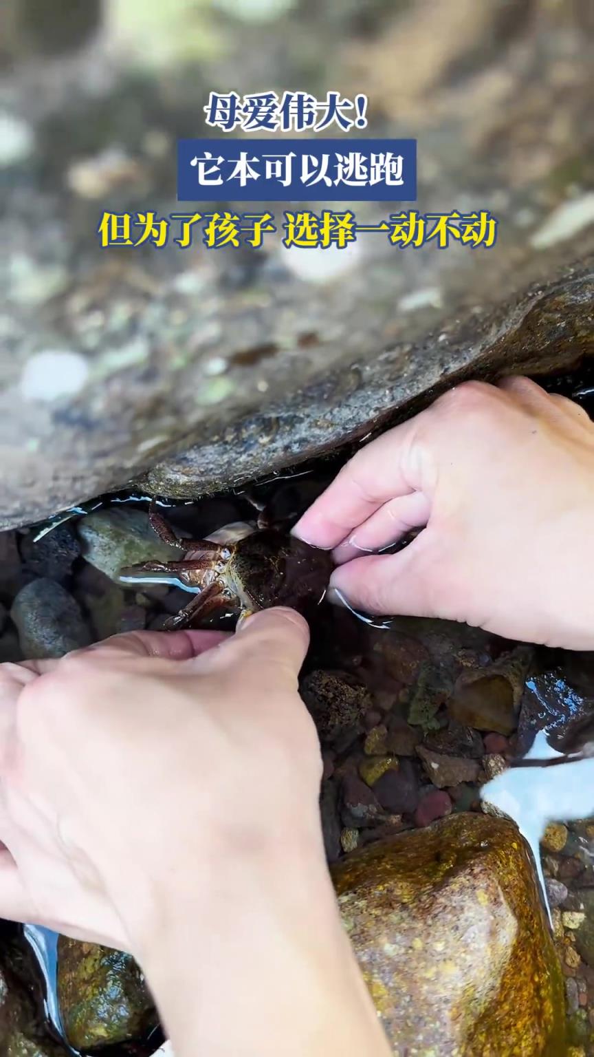 母爱伟大！它本可以逃跑，但为了孩子，选择一动不动！