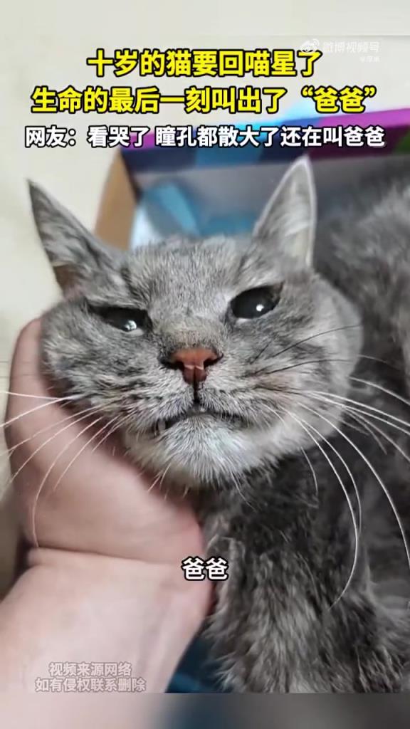 十岁的猫要回“喵星”了 ，生命的最后一刻叫出了“爸爸”