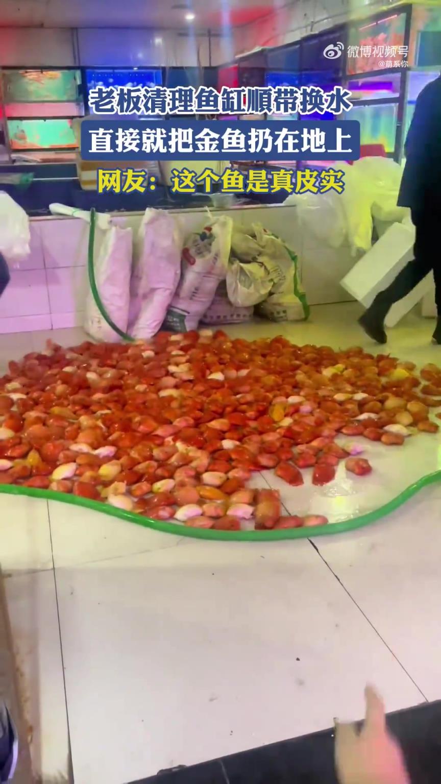 老板清理鱼缸顺带换水，直接就把金鱼扔在地上！