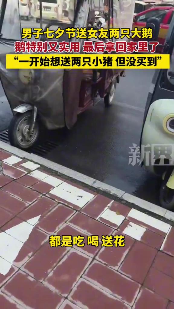男子七夕节送女友两只大鹅，鹅特别又实用 最后拿回家里了
