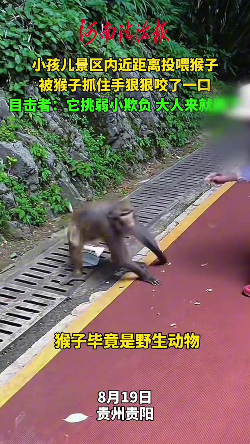 小孩儿景区内近距离投喂猴子，被猴子抓住手狠狠咬了一口