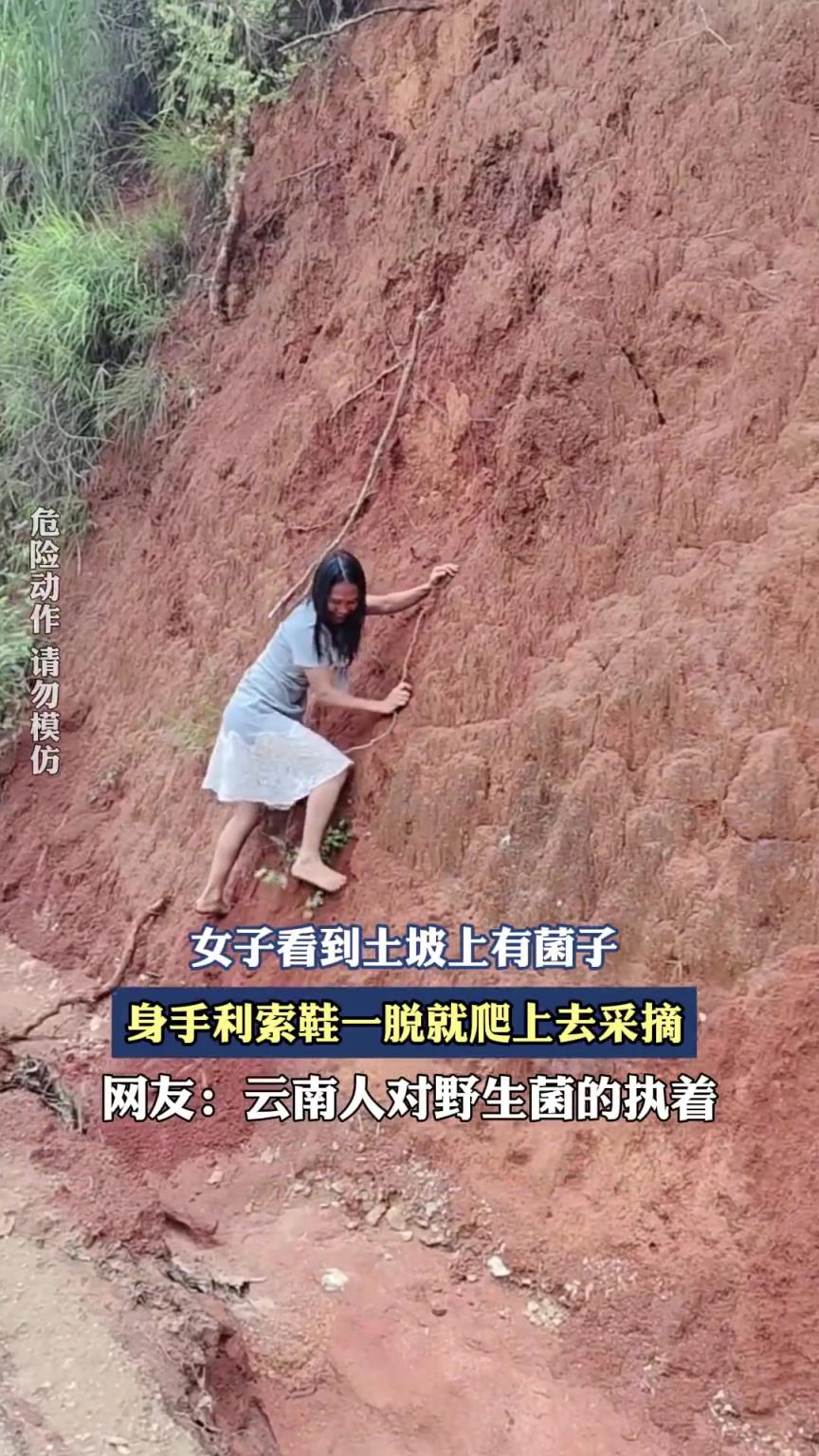女子看到土坡上有菌子，身手利索鞋一脱就爬上去采摘！