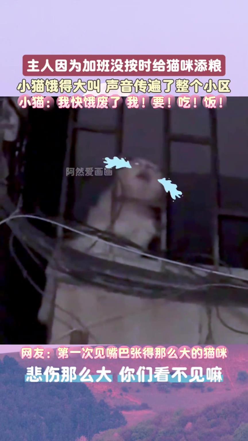 主人因为加班没按时添加猫粮，小猫饿得大叫，声音传遍了整个小区