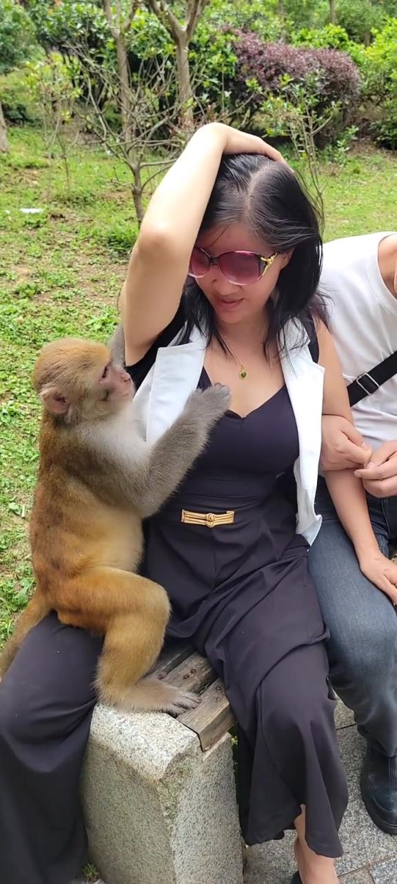 为什么不打这个猴子呢