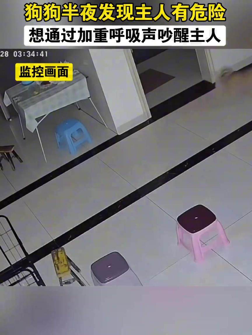 狗狗大半夜救下主人一命，万物皆有灵性