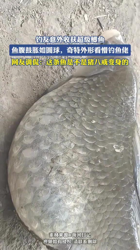 钓友意外收获超级鲫鱼，鱼腹鼓胀如圆球，奇特外形看懵钓鱼佬！
