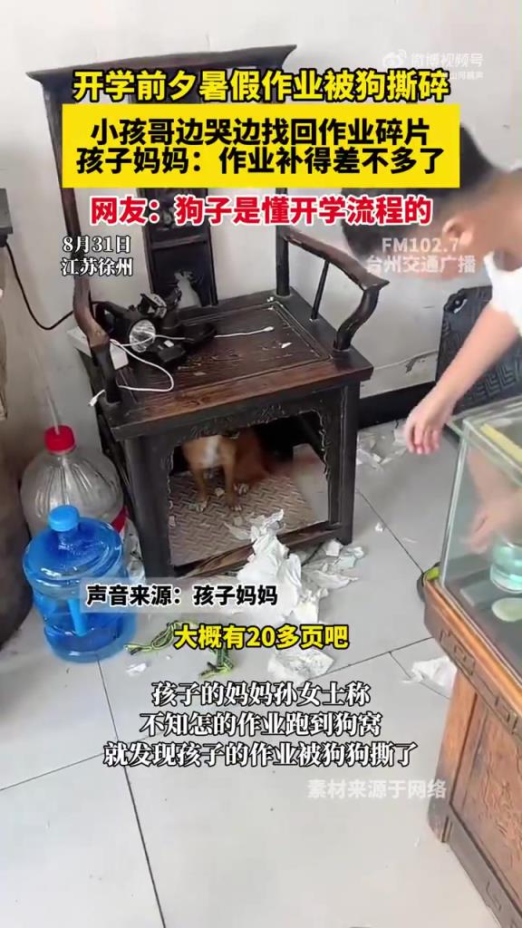 开学前夕暑假作业被狗撕碎，小孩哥边哭边找回作业碎片