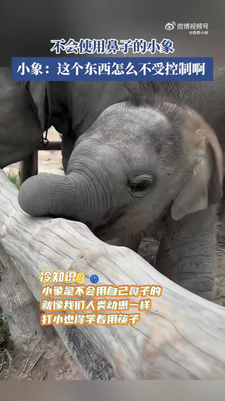 不会使用鼻子的小象,小象：这个东西怎么不受控制啊