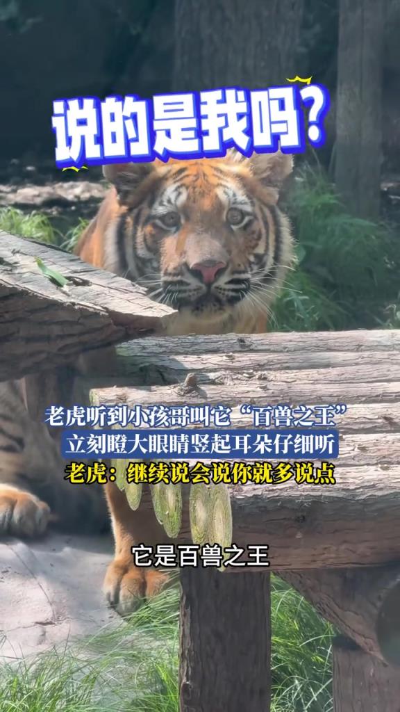 老虎听到小孩哥叫它百兽之王 立刻瞪大眼睛竖起耳朵仔细听