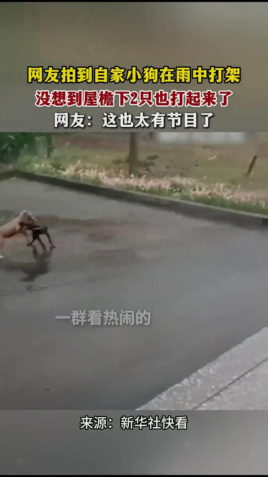 网友拍到自家小狗在雨中打架，没想到屋檐下2只也打起来了