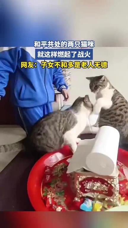 和平共处的两只猫咪，就这样燃起了战火