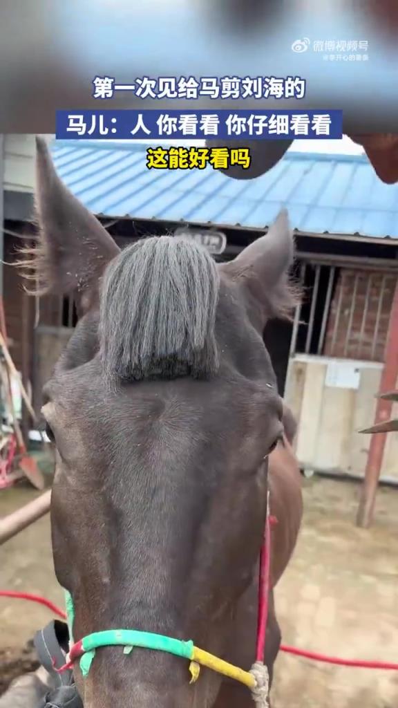 第一次见给马剪刘海的，马儿：人 你仔细看看，这能好看吗 ​