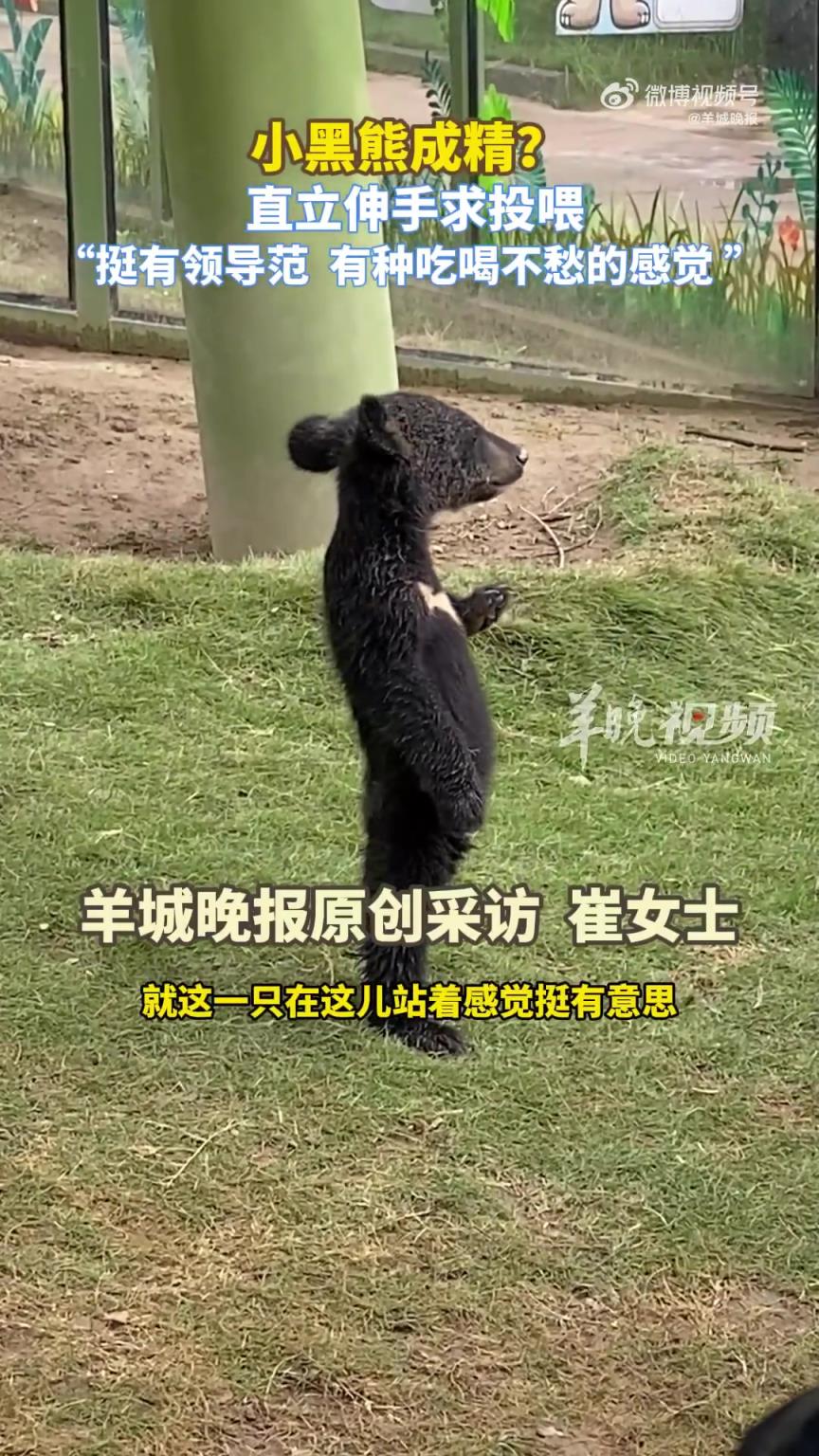 小黑熊直立伸手求投喂