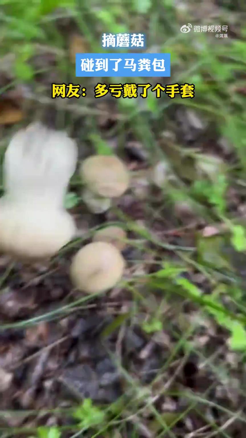 摘蘑菇碰到了马粪包 网友：多亏戴了个手套