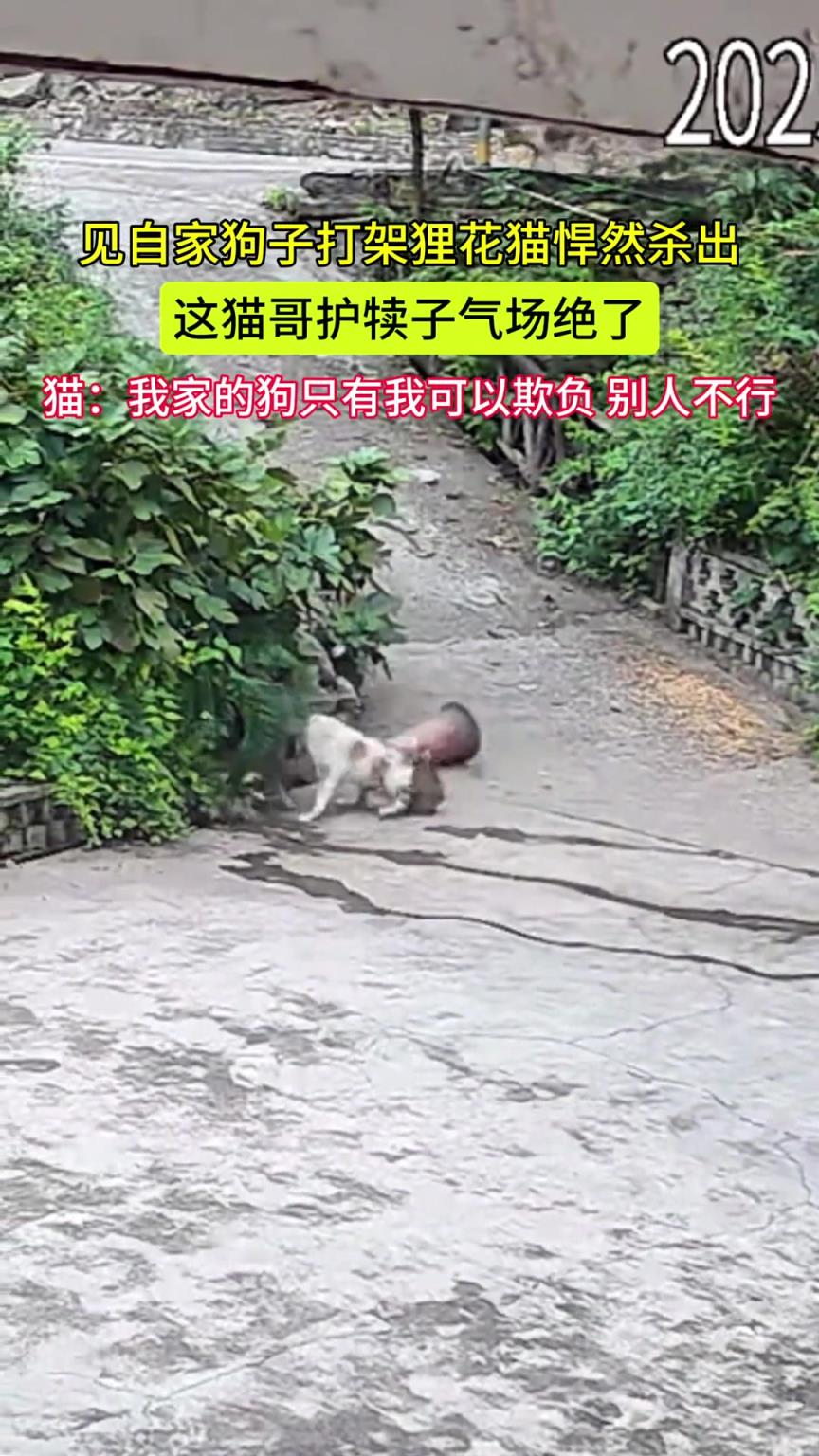 见自家狗子打架狸花猫悍然杀出 这猫哥护犊子气场绝了