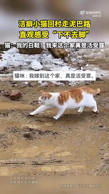 洁癖小猫回村走泥巴路 直观感受“下不去脚”
