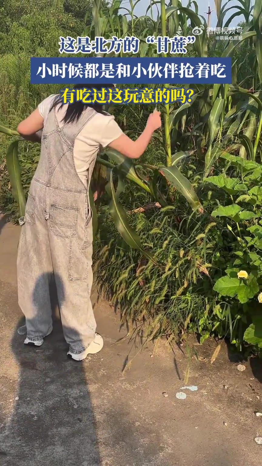 这是北方“甘蔗”，小时候都是和小伙伴抢着吃，有吃过的吗？