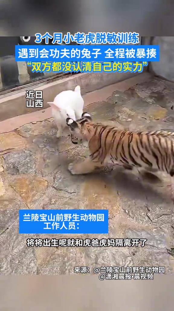 3个月小老虎脱敏训练 遇到会功夫的兔子 全程被暴揍