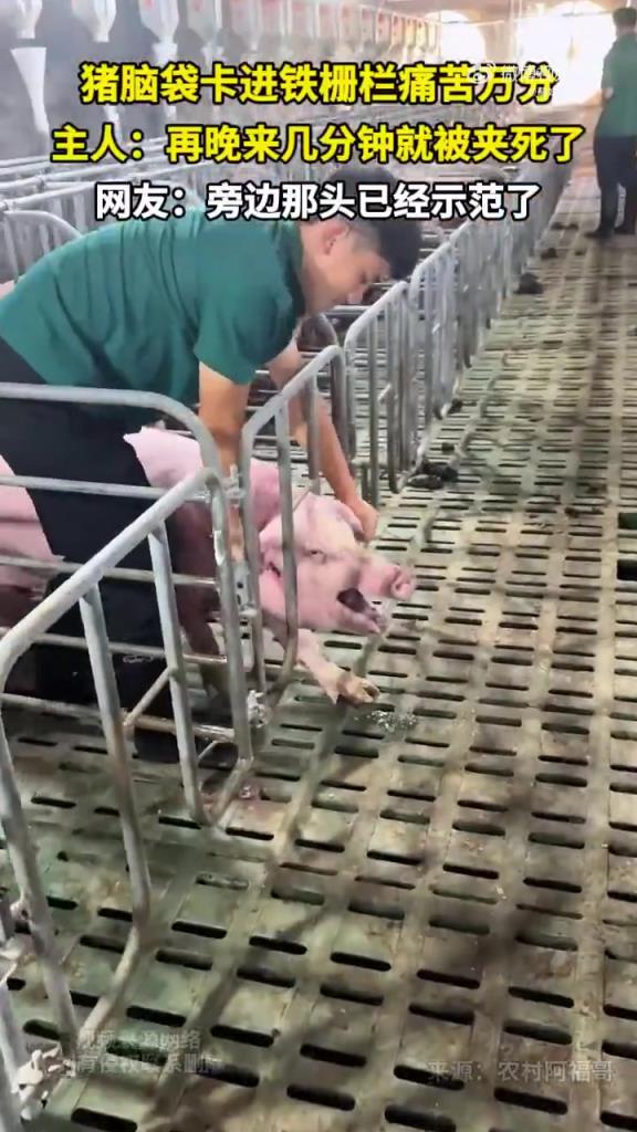 猪脑袋卡进铁栅栏痛苦万分 主人：再晚来几分钟就被夹死了