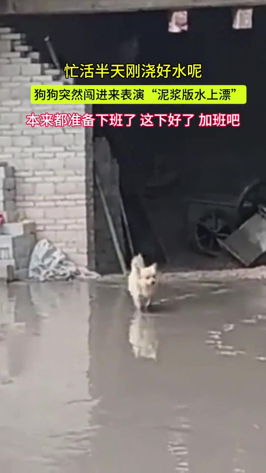 忙活半天刚浇好的水泥 狗狗突然闯进来表演泥浆版水上漂