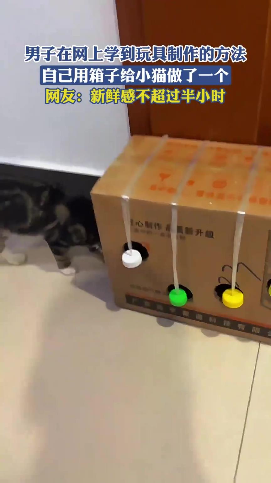 男子在网上学到玩具制作的方法，自己用箱子给小猫做了一个