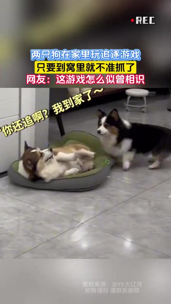 两只狗在家里玩追逐游戏，只要到窝里就不准抓了