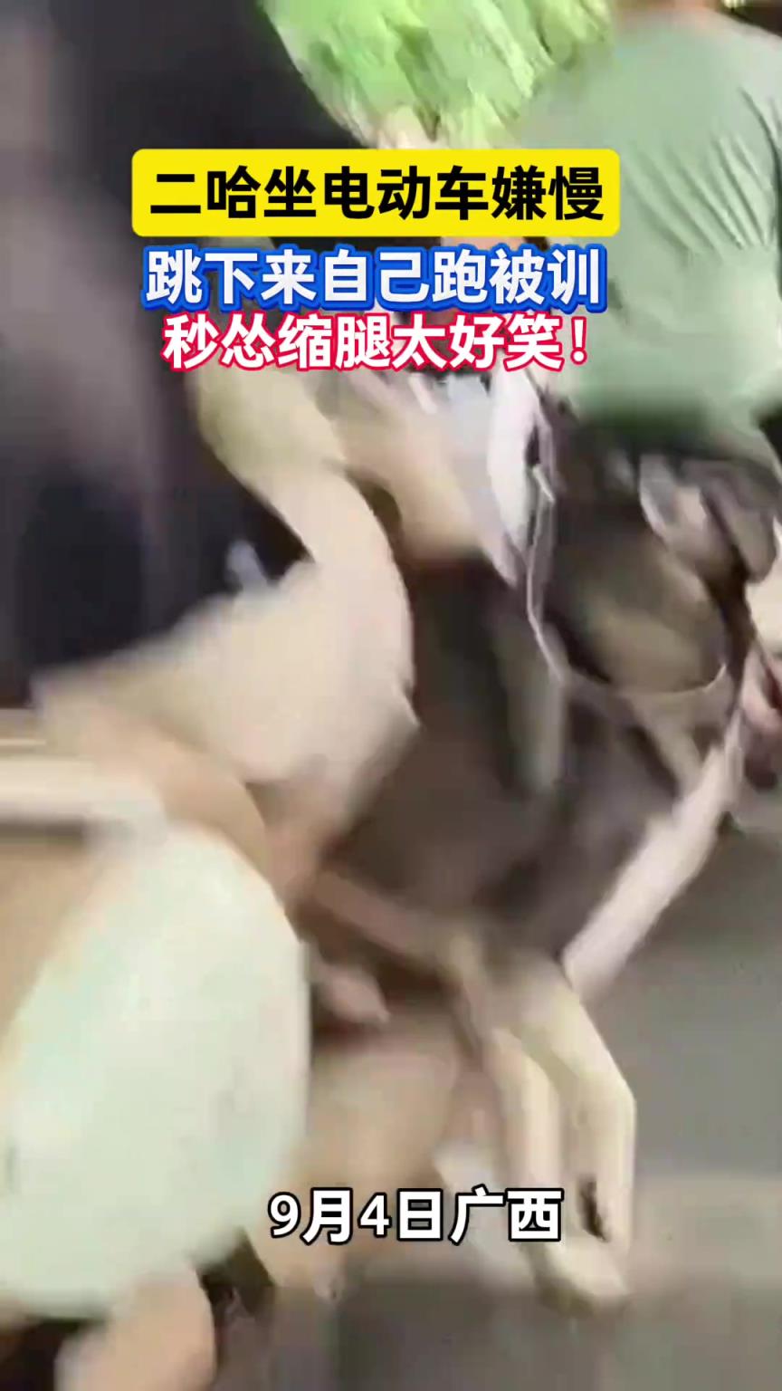 二哈坐电动车嫌慢，跳下来自己跑
