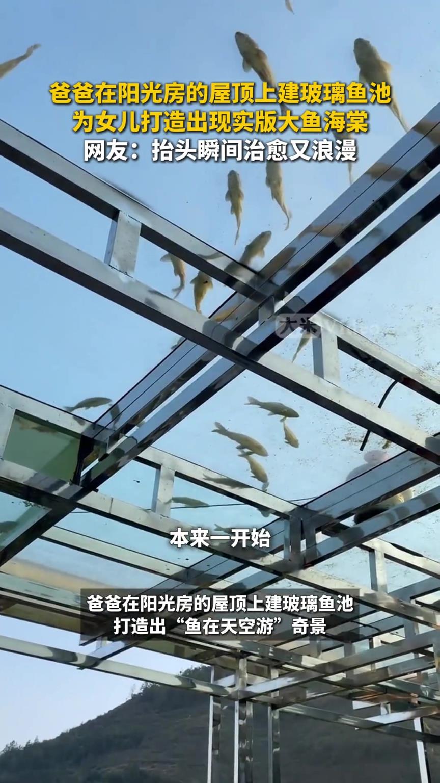 爸爸为女儿造出现实版大鱼海棠爸爸在阳光房的屋顶上建玻璃鱼池