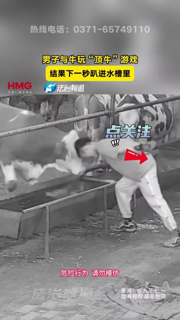 男子与牛玩“顶牛”游戏，结果下一秒趴进水槽里！