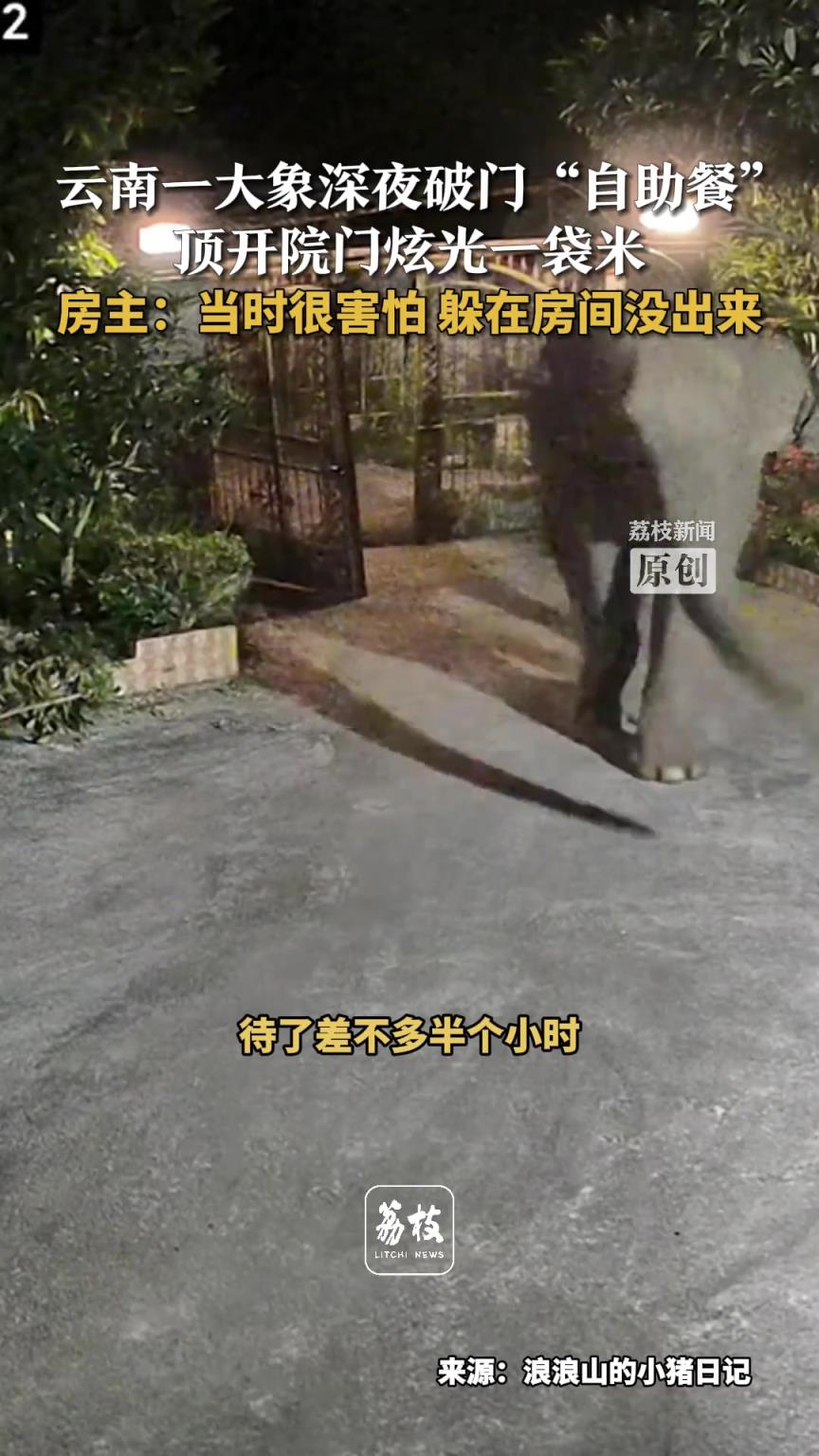 云南一大象深夜破门“自助餐”！