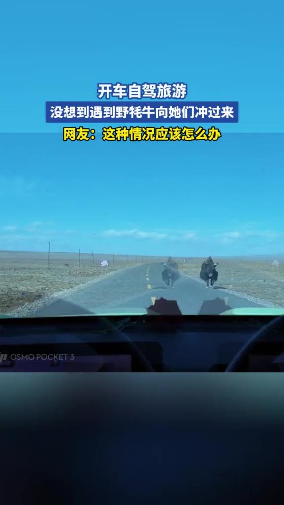 开车自驾旅游，没想到遇到野牦牛向她们冲过来！！