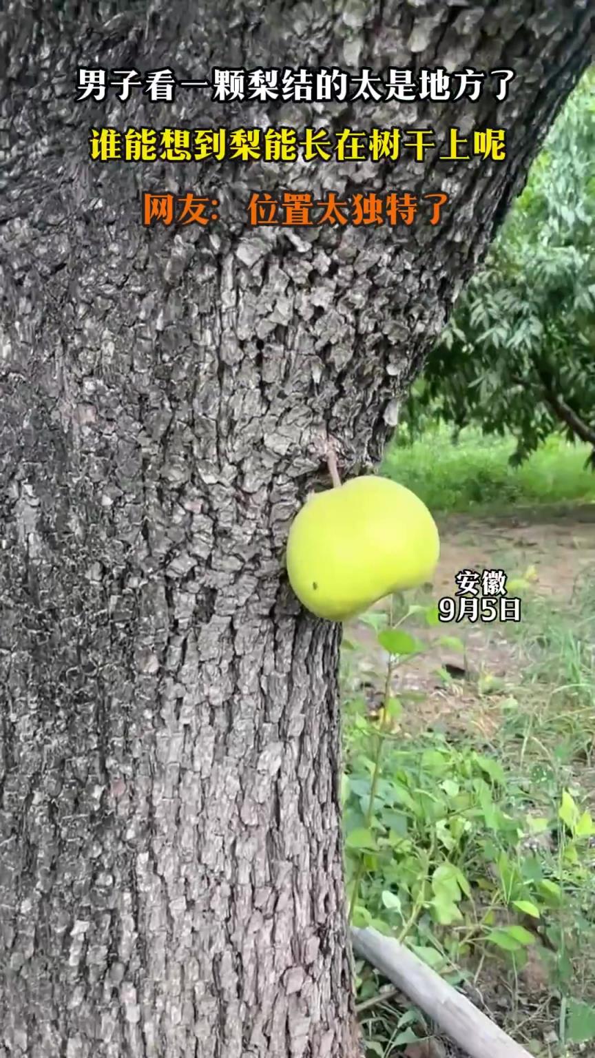 男子看一颗梨结的太是地方了，谁能想到梨能长在树干上呢 ​