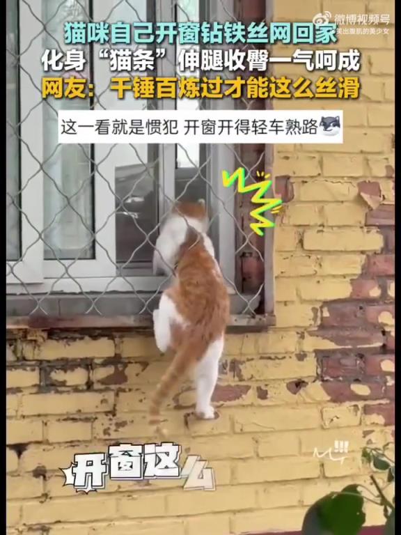 猫咪化身“猫条”自己开窗钻铁丝网回家
