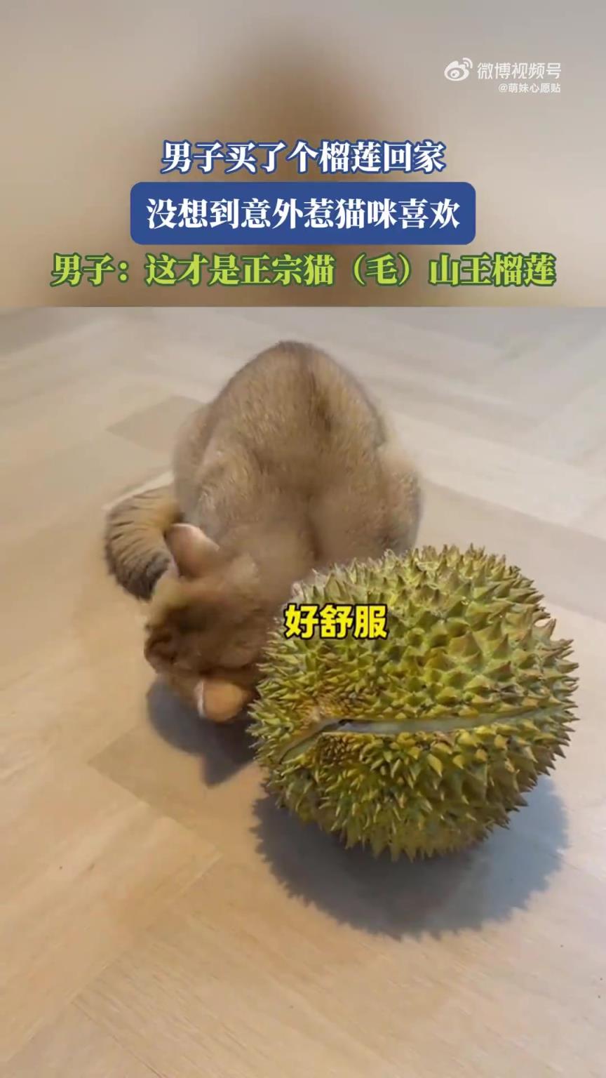 男子买榴莲，意外受猫咪喜欢