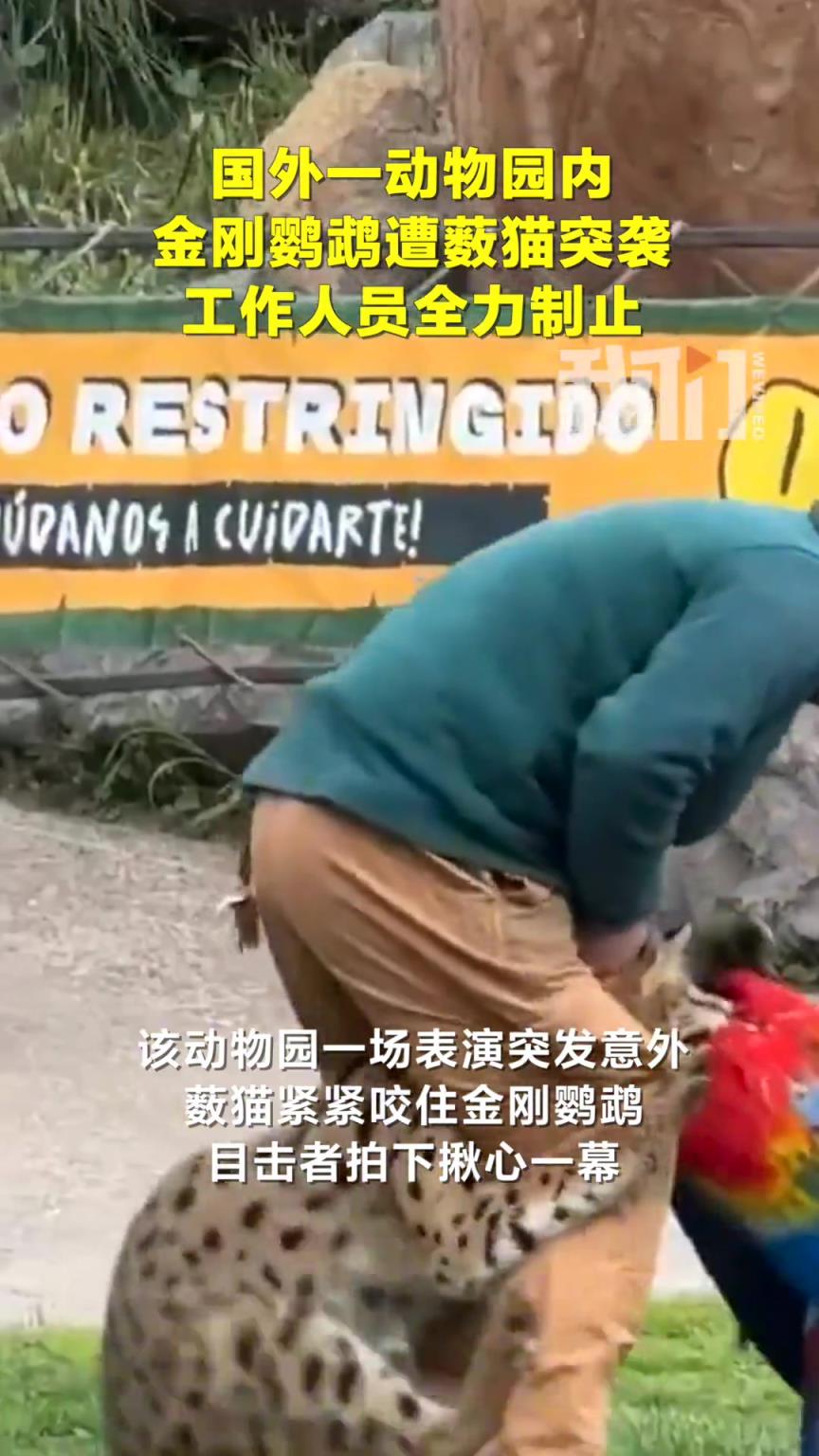 动物园活动现场出意外：薮猫突然飞扑咬住金刚鹦鹉