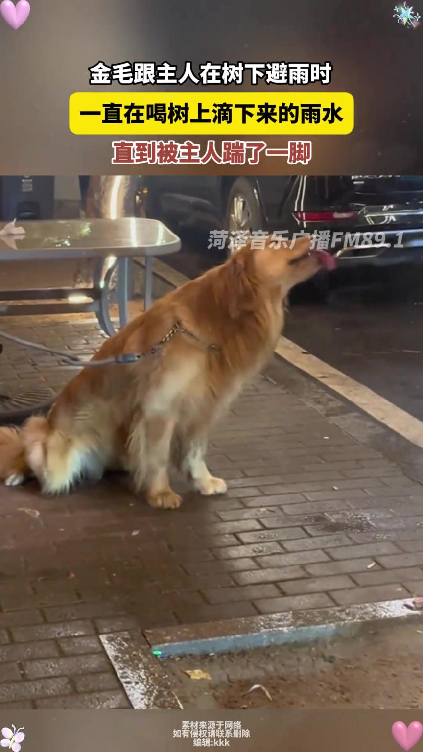 金毛在树下避雨 一直在喝树上滴下来的雨水 直到被主人踹了一脚