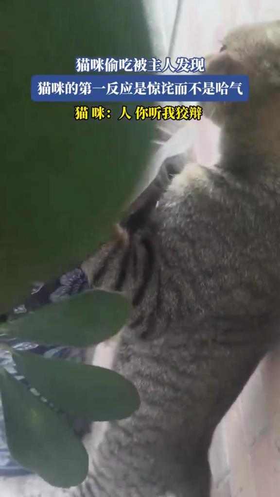 猫咪偷吃被主人发现，猫咪的第一反应是惊诧而不是哈气