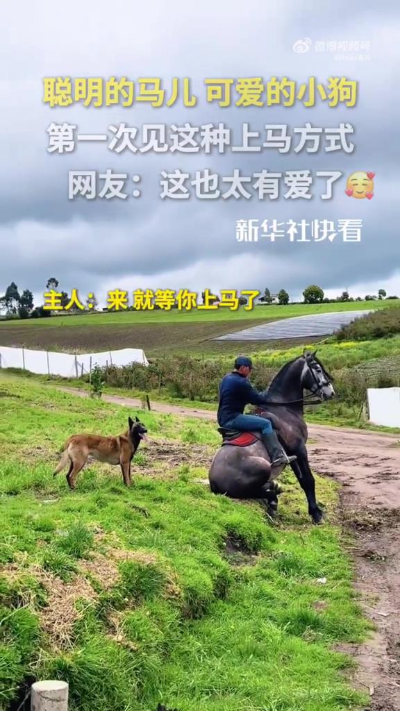 马儿与小狗配合上马，网友：太有爱