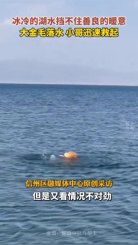 冰冷的湖水挡不住善良的暖意，大金毛落水小哥迅速救起
