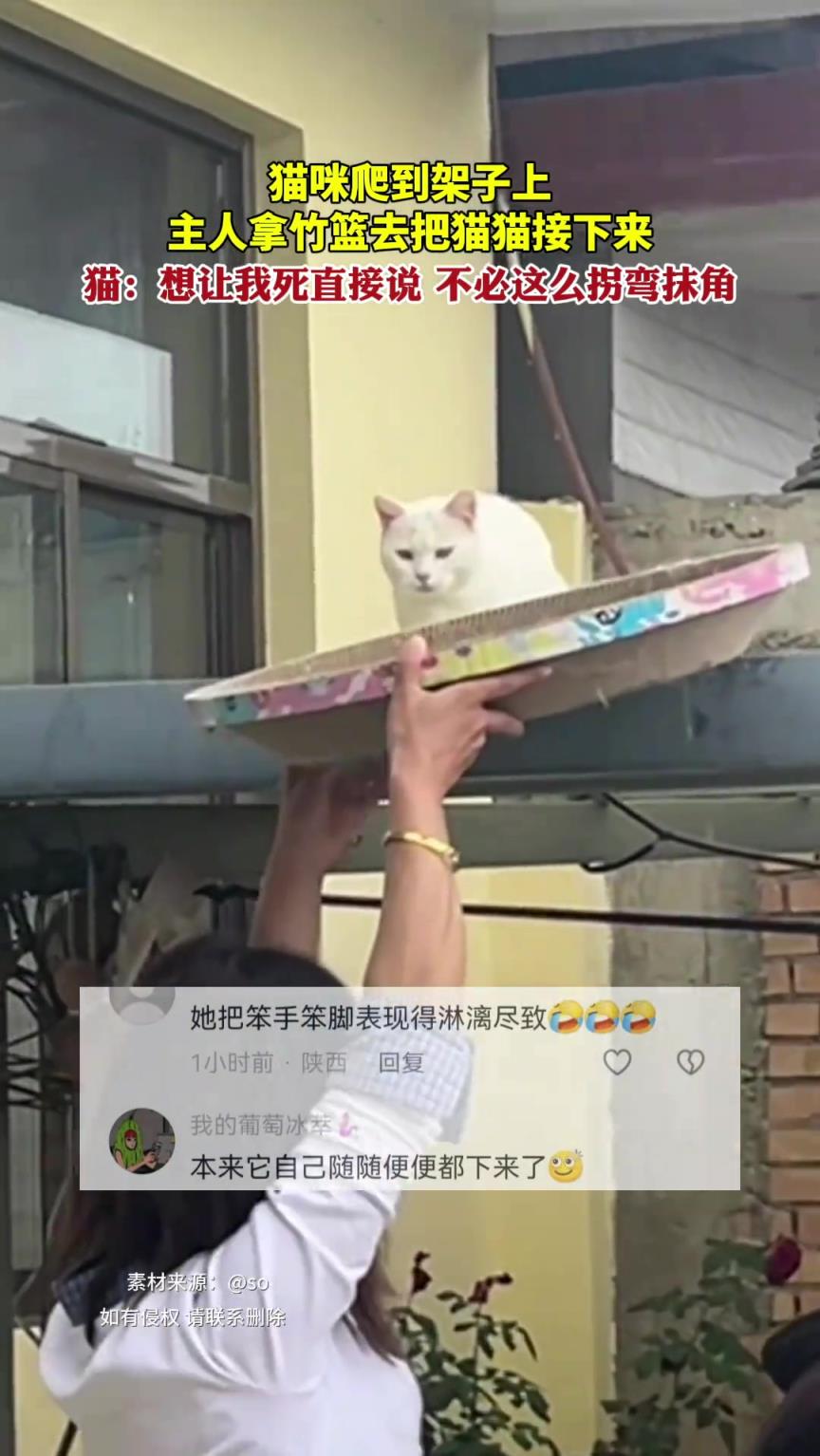 猫：想让我死直接说，不必这么拐弯抹角。