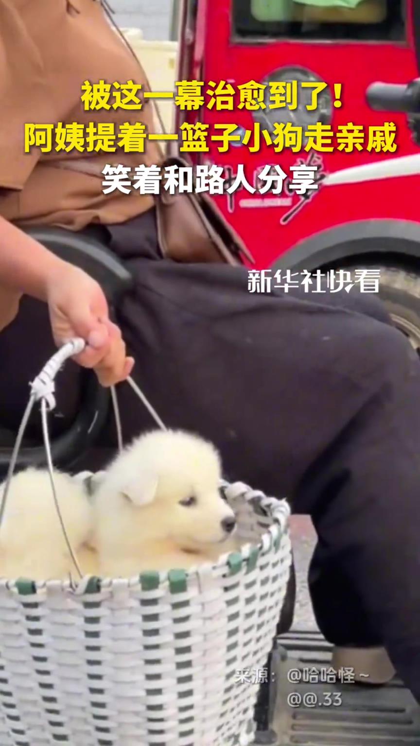 被这一幕治愈到了！阿姨提着一篮子小狗走亲戚