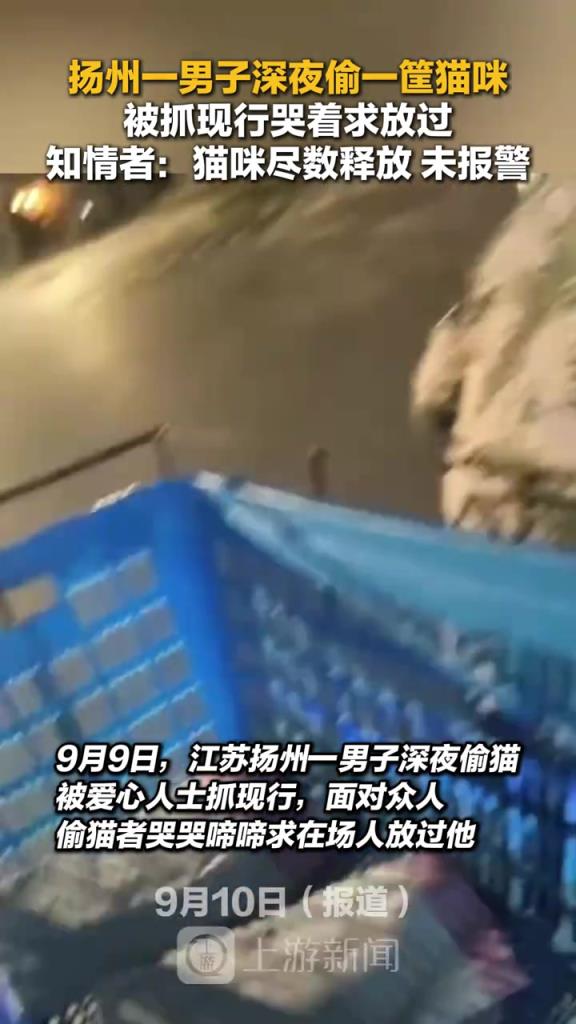 扬州一男子深夜偷一筐猫咪，男子偷猫被抓现行哭着求放过