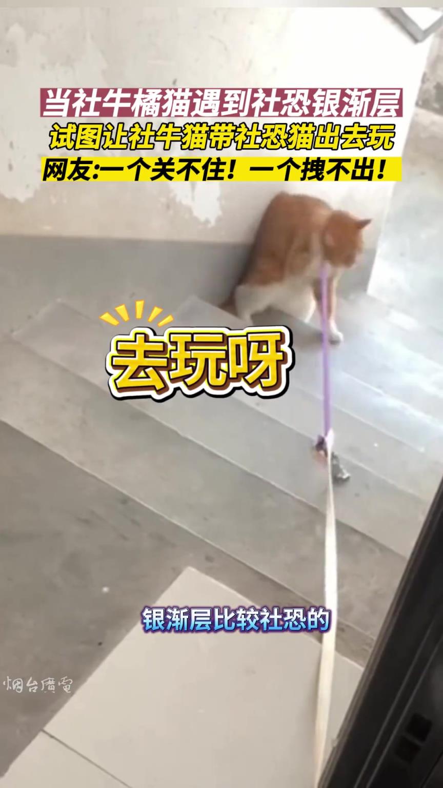 试图让社牛猫带社恐猫出门……