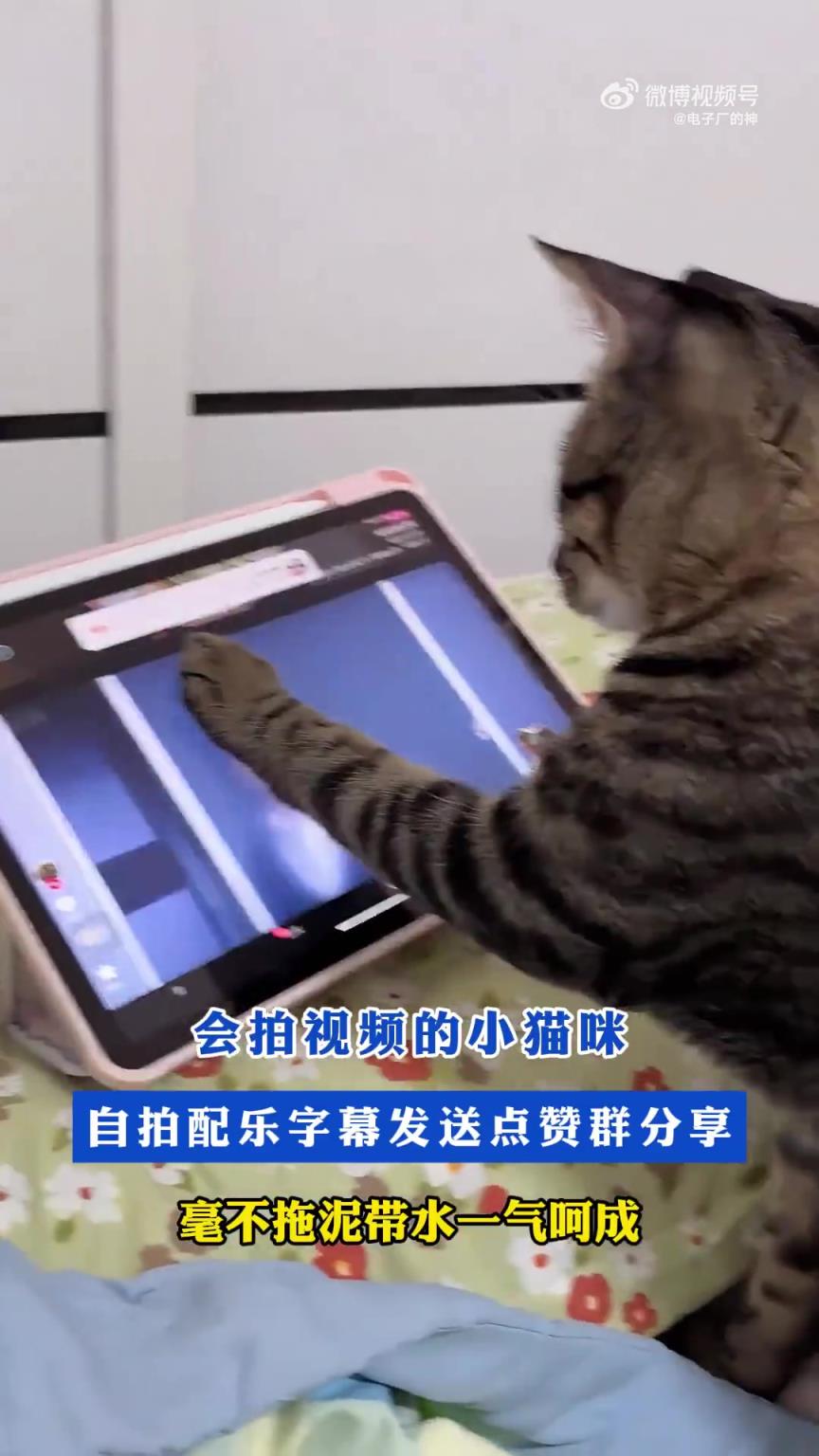 会拍视频的小猫咪！自拍配乐字幕发送点赞群分享