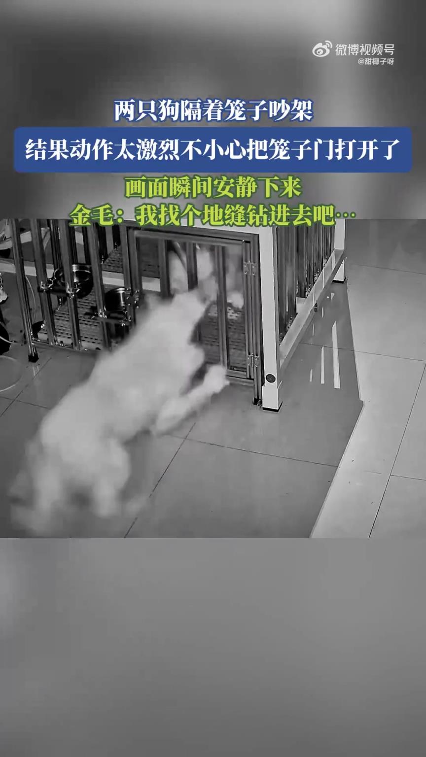 两只狗隔着笼子吵架，结果动作太激烈不小心把笼子门打开了
