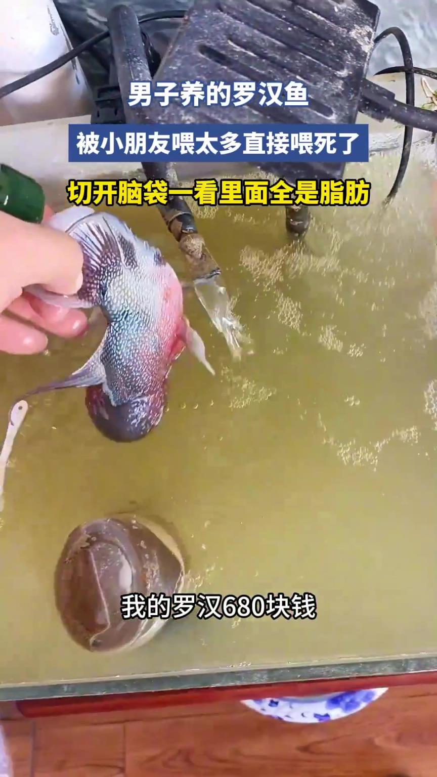 这是啥头？男子罗汉鱼被小朋友喂太多撑死！