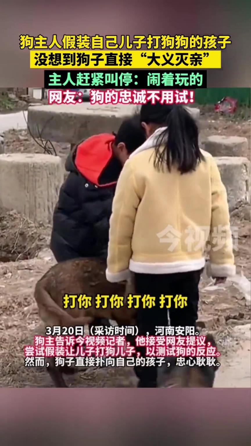 狗主人假打狗子孩子，狗 “大义灭亲” 主人急叫停