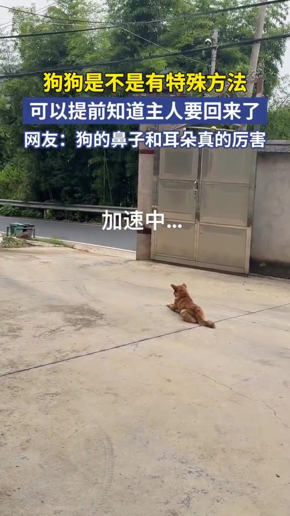狗狗是不是有特殊方法，可以提前知道主人要回来了